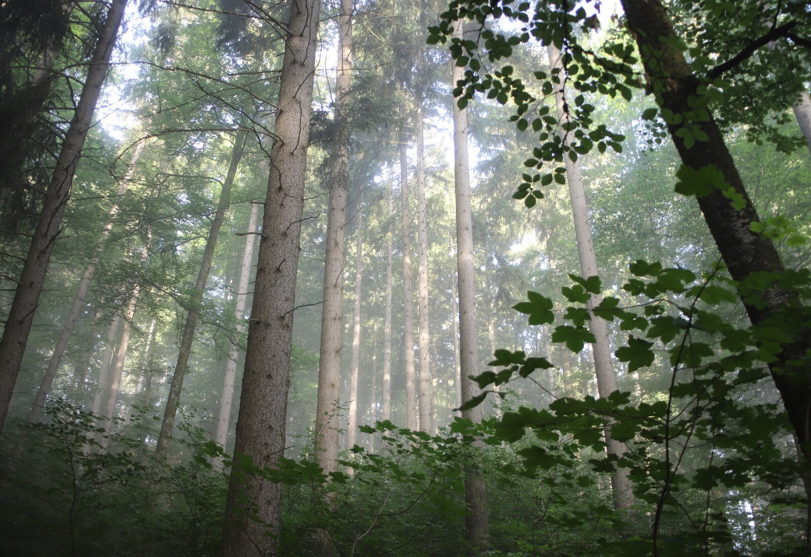 Lichtstrahlen fallen durch einen stillen Wald